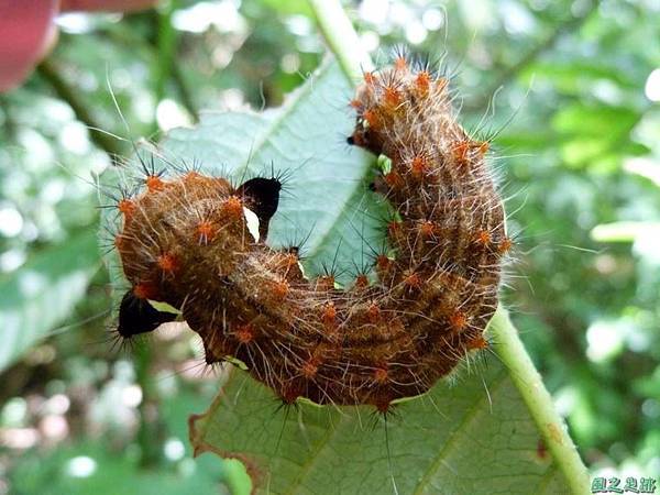 黃豹天蠶蛾20140719(11)