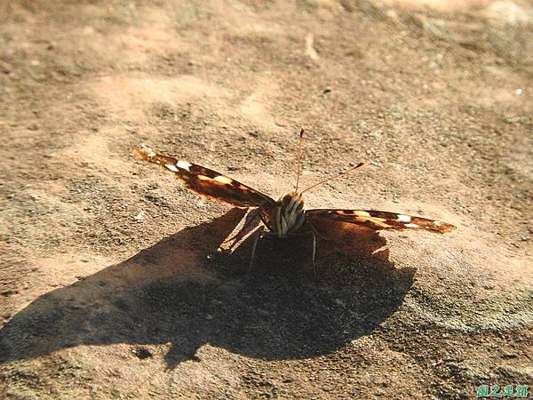 姬紅蛺蝶20161016(2)