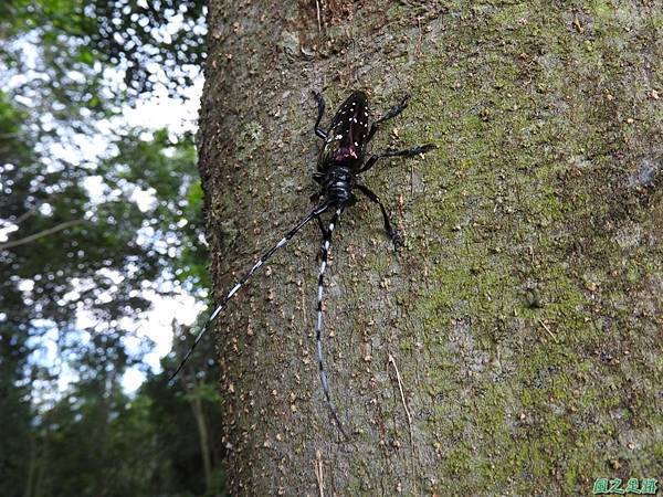 紫豔白星大天牛20161022(11)