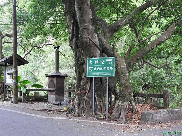 仁和大樟樹公20161112(1)