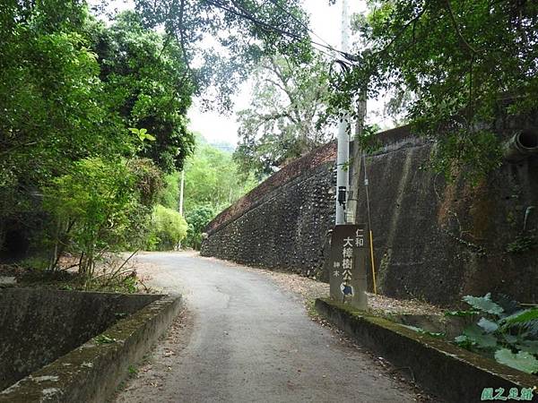 仁和大樟樹公20161112(2) 仁和大樟樹公20161112(2)