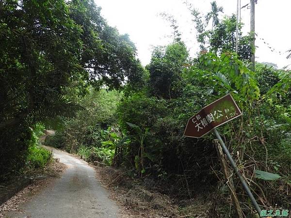 仁和大樟樹公20161112(3) 仁和大樟樹公20161112(3)