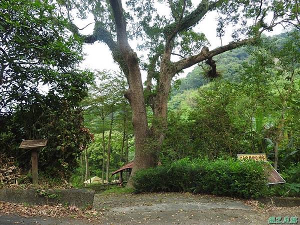 仁和大樟樹公20161112(4)
