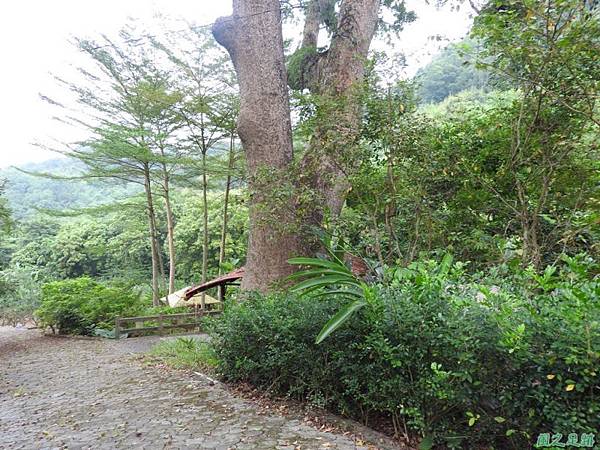 仁和大樟樹公20161112(7)