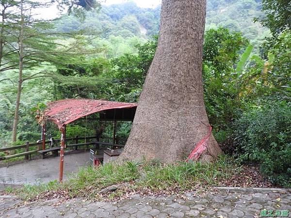 仁和大樟樹公20161112(8) 仁和大樟樹公20161112(8)