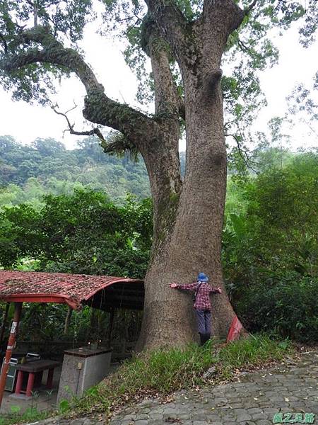 仁和大樟樹公20161112(9) 仁和大樟樹公20161112(9)
