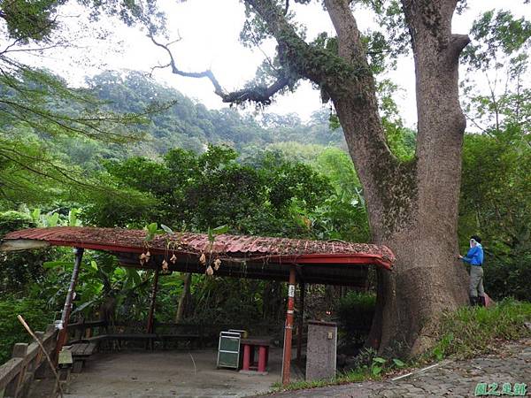 仁和大樟樹公20161112(10)