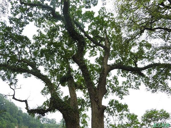 仁和大樟樹公20161112(11) 仁和大樟樹公20161112(11)