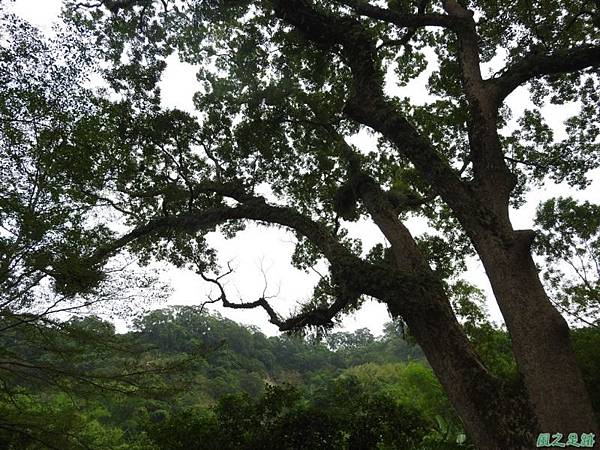 仁和大樟樹公20161112(12)