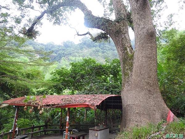 仁和大樟樹公20161112(14) 仁和大樟樹公20161112(14)