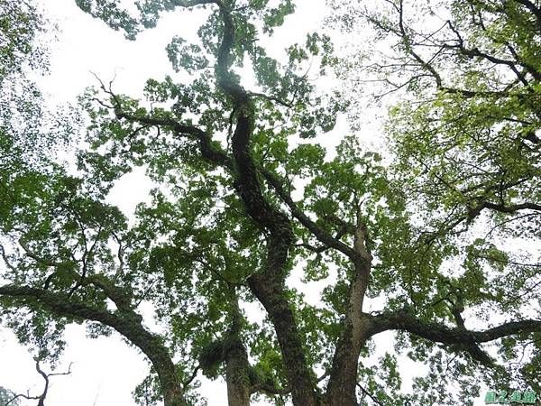 仁和大樟樹公20161112(13) 仁和大樟樹公20161112(13)