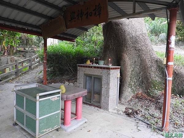 仁和大樟樹公20161112(15) 仁和大樟樹公20161112(15)