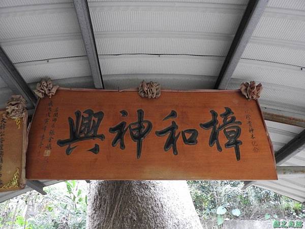 仁和大樟樹公20161112(17) 仁和大樟樹公20161112(17)