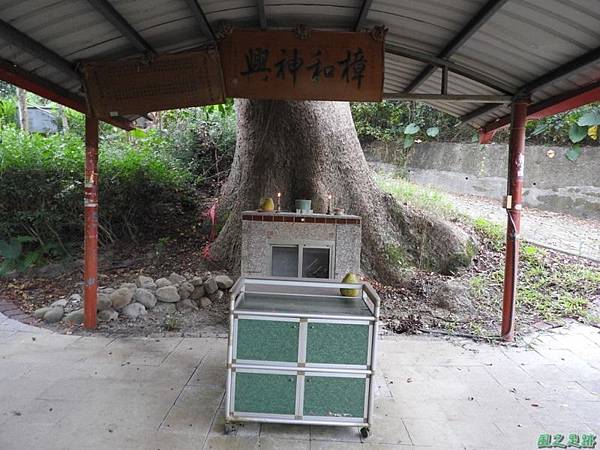 仁和大樟樹公20161112(16) 仁和大樟樹公20161112(16)