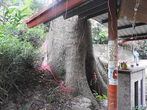 仁和大樟樹公20161112(18) 仁和大樟樹公20161112(18)