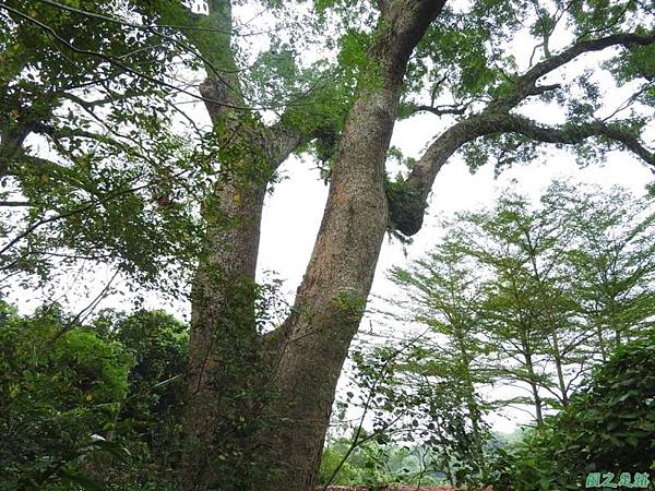 仁和大樟樹公20161112(20) 仁和大樟樹公20161112(20)