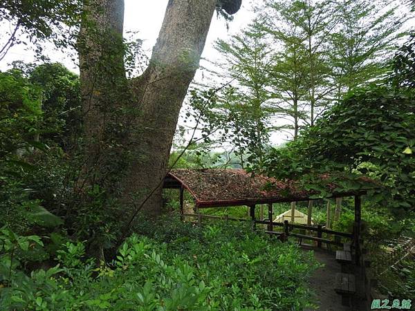 仁和大樟樹公20161112(19) 仁和大樟樹公20161112(19)