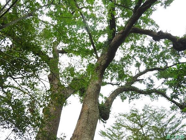 仁和大樟樹公20161112(21) 仁和大樟樹公20161112(21)