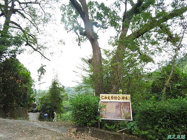 仁和大樟樹公20161112(23) 仁和大樟樹公20161112(23)