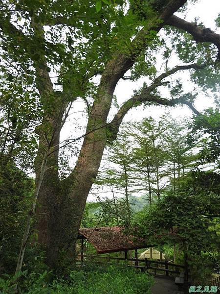 仁和大樟樹公20161112(22)