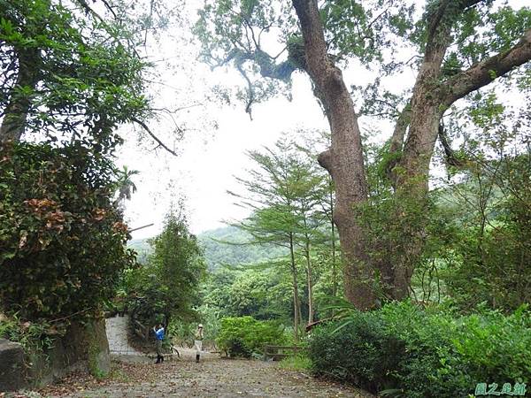 仁和大樟樹公20161112(24) 仁和大樟樹公20161112(24)