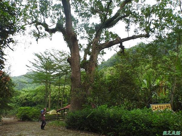 仁和大樟樹公20161112(25) 仁和大樟樹公20161112(25)