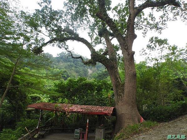 仁和大樟樹公20161112(26)