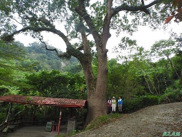 仁和大樟樹公20161112(28) 仁和大樟樹公20161112(28)