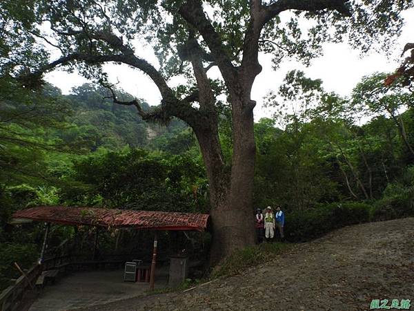 仁和大樟樹公20161112(27) 仁和大樟樹公20161112(27)