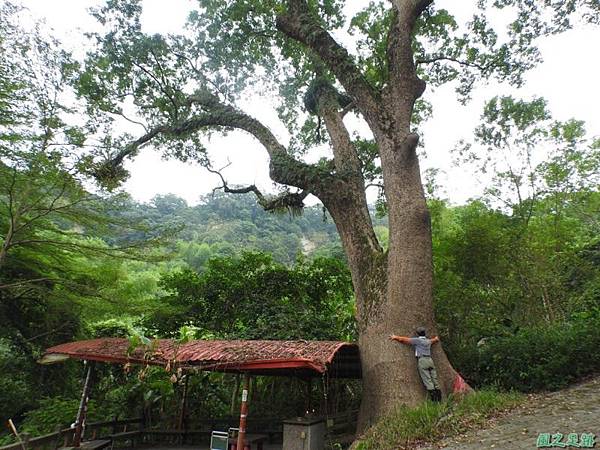 仁和大樟樹公20161112(29) 仁和大樟樹公20161112(29)