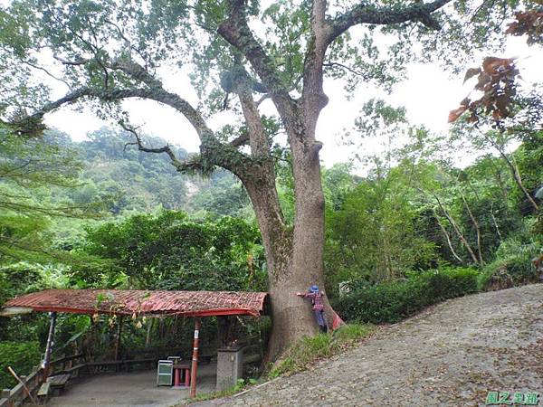 仁和大樟樹公20161112(30) 仁和大樟樹公20161112(30)