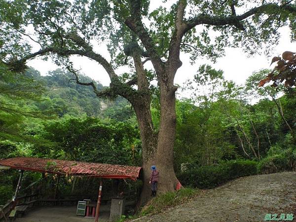 仁和大樟樹公20161112(32)