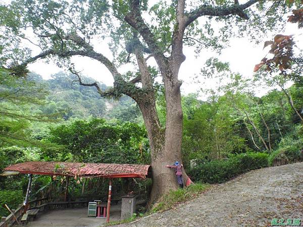 仁和大樟樹公20161112(31)