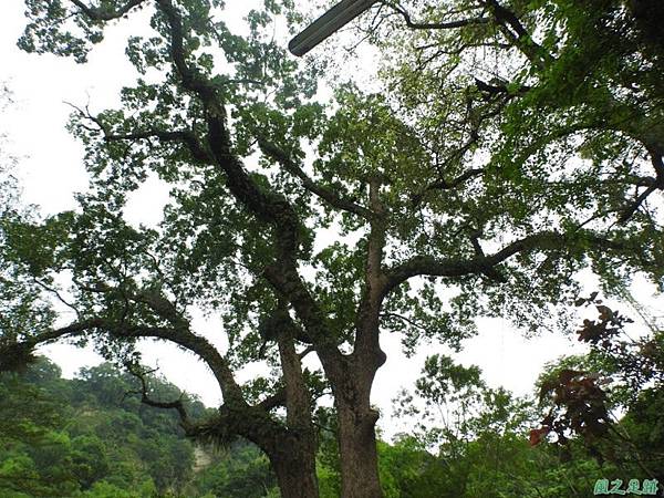 仁和大樟樹公20161112(33) 仁和大樟樹公20161112(33)
