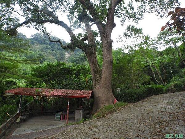 仁和大樟樹公20161112(34) 仁和大樟樹公20161112(34)