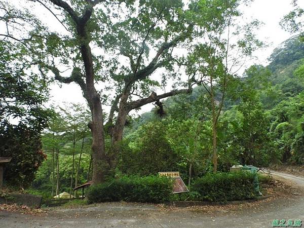 仁和大樟樹公20161112(36) 仁和大樟樹公20161112(36)