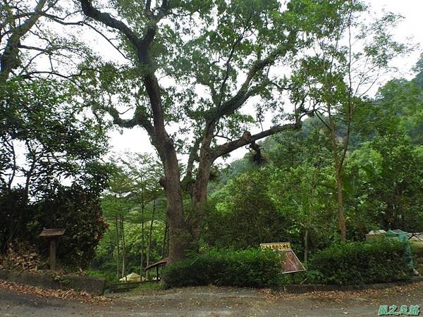 仁和大樟樹公20161112(37)