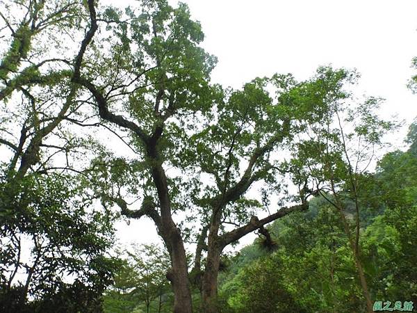 仁和大樟樹公20161112(38) 仁和大樟樹公20161112(38)