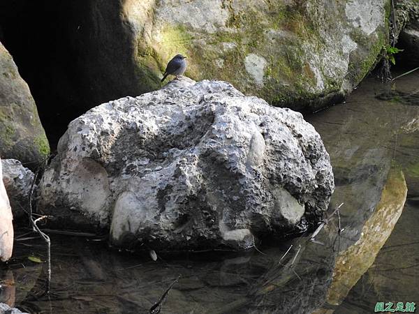 鉛色水鶇20170127(9)