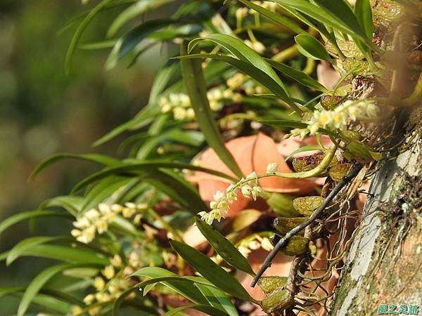 烏來石仙桃20170218(2)