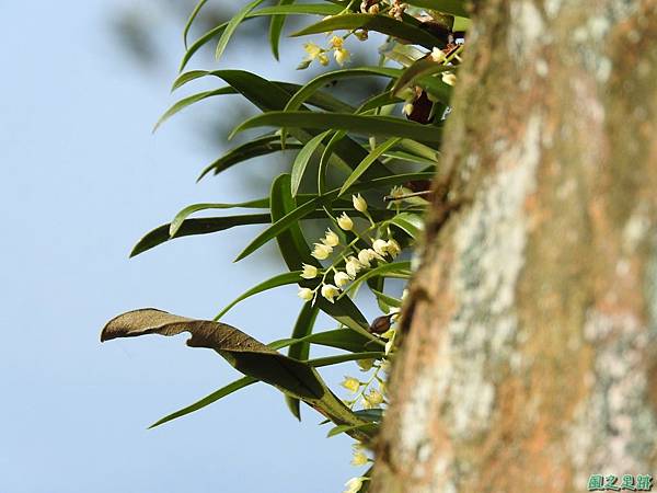 烏來石仙桃20170218(6)
