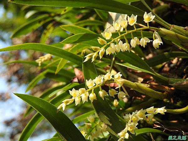 烏來石仙桃20170218(15)