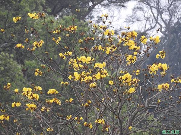 黃花風鈴木20170312(23)