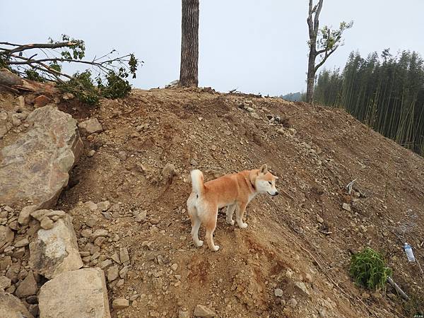 司馬限山東南峰行(11)DSCN6702