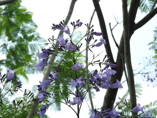 20170429藍花楹(17)