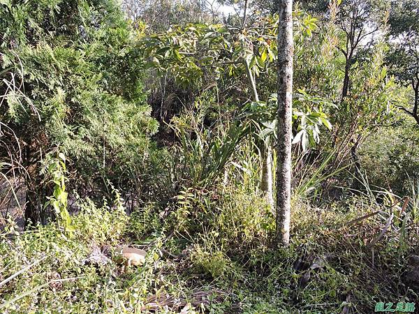 北觀音山20150926(9)