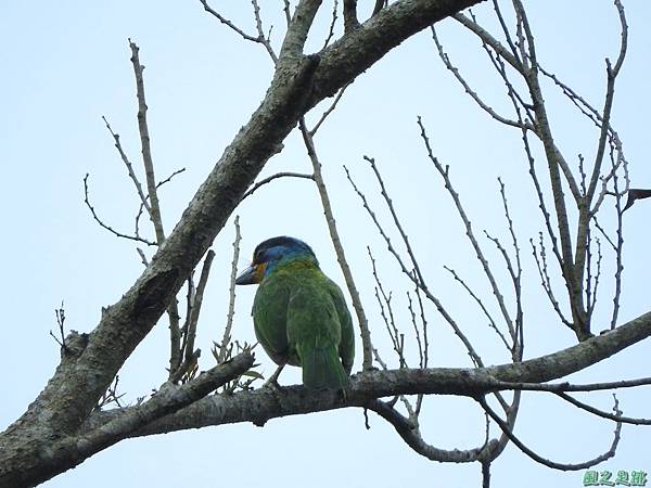 五色鳥20170506(19)