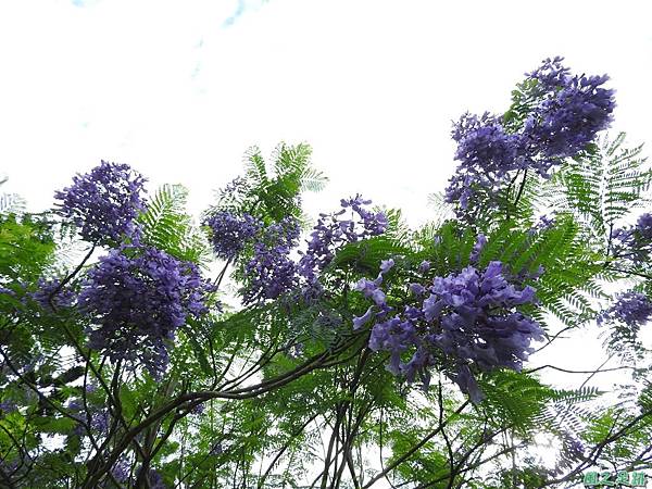 藍花楹20170528(17)