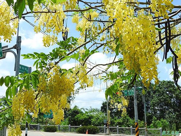 阿勃勒20170626(16)