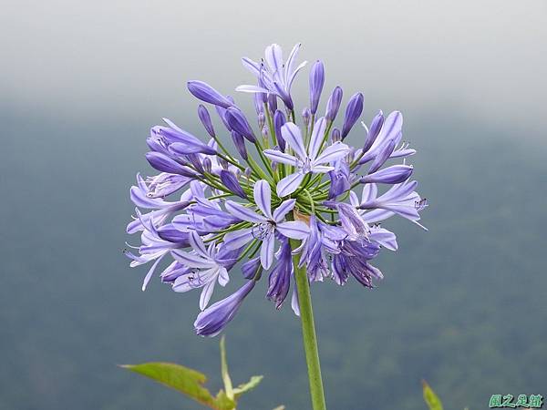 美麗的愛情花 紫花百子蓮 白花百子蓮 南投仁愛 風之足跡 痞客邦